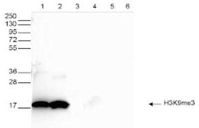 Western Blot: Histone H3 [Trimethyl Lys9] Antibody [NBP2-59198]